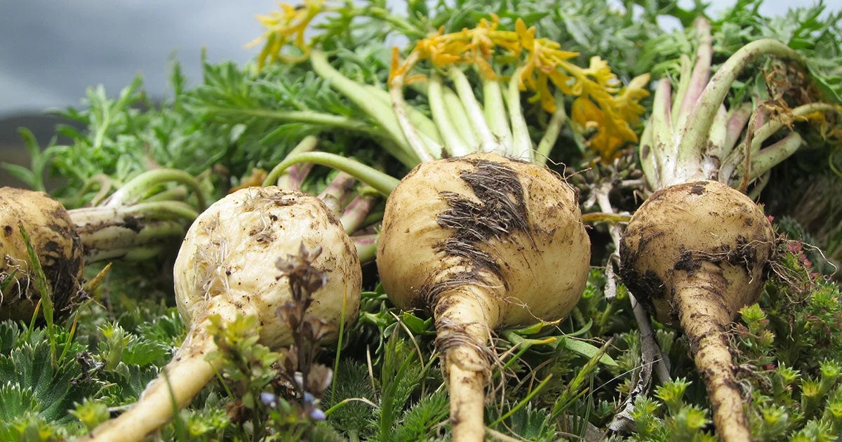 Maca Root